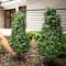 3ft. UV Resistant Boxwood Plant Set with Integrated Ground Stake